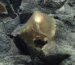 A 'Golden Orb' on the Ocean Floor Came From a Mysterious Animal