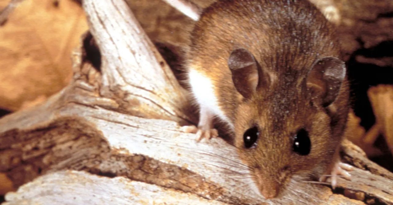 Why the Hantavirus Cruise Ship Outbreak Isn't Likely to Become a Global Crisis