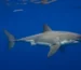 Great White Sharks Have Been in the Mediterranean Sea for Millions of Years—but Sightings Are Incredibly Rare
