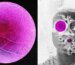 Longevity Startup Doses First Human in Bid to Reverse Age-Related Sight Loss
